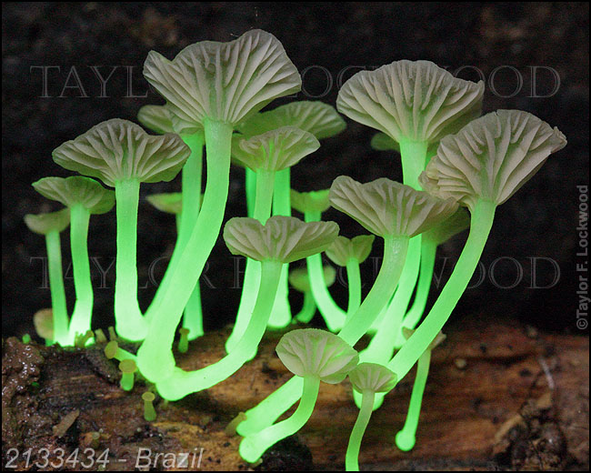 Mycena lucentipes - Brazil