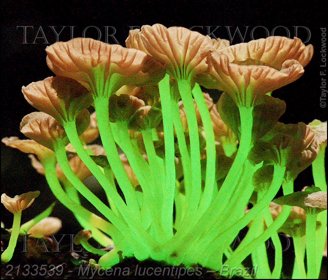 2133539 Mycena lucentipes