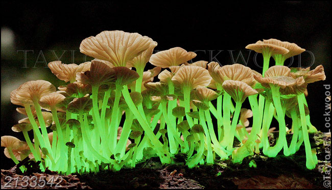 Mycena lucentipes - Brazil