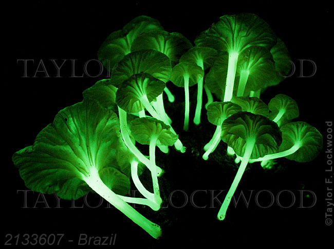 Mycena lucentipes - Brazil