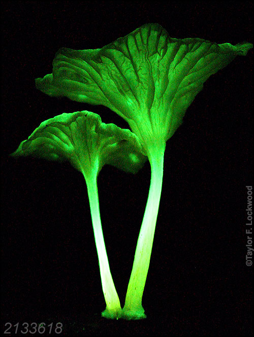 Mycena lucentipes