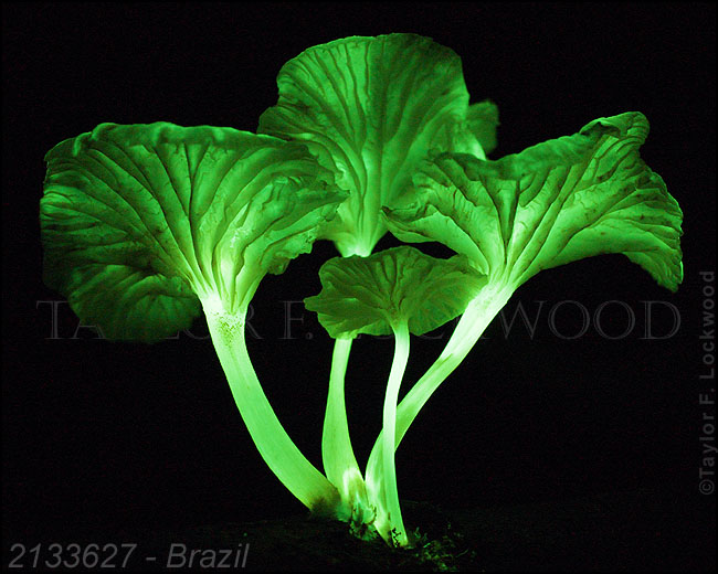 Mycena lucentipes - Brazil