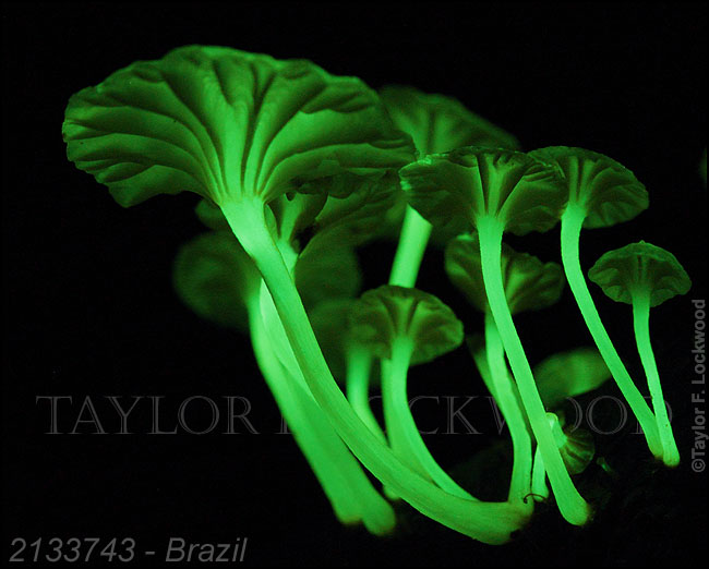 Mycena lucentipes - Brazil