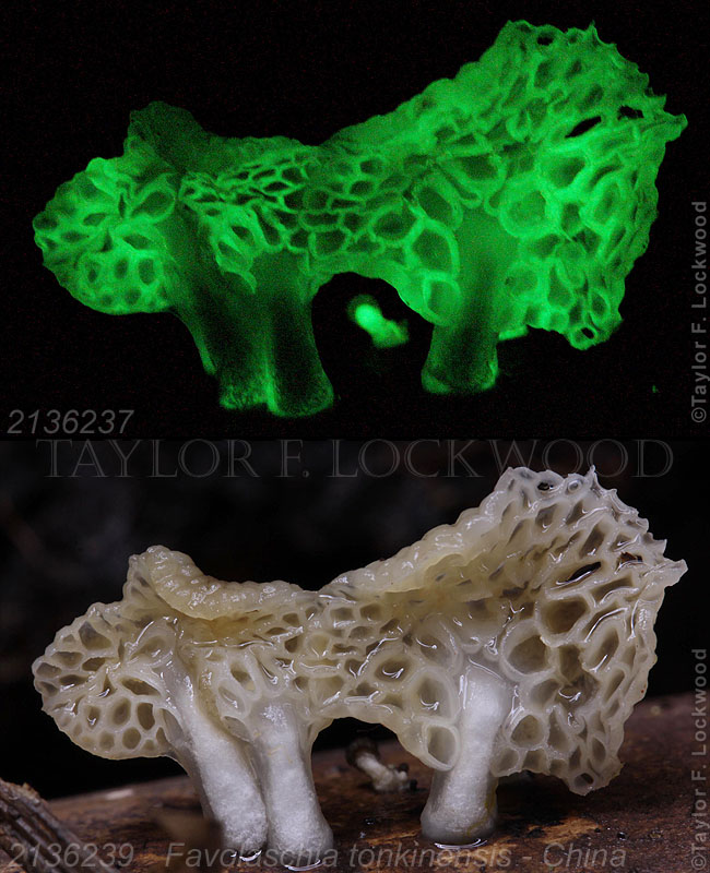 Favolaschia tonkinensis - China