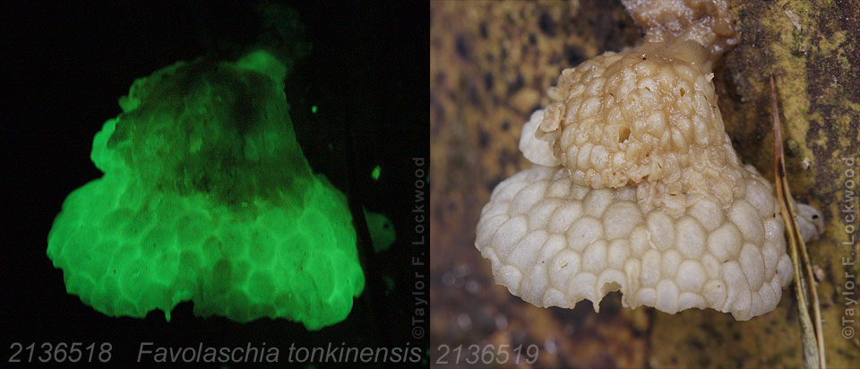 Favolaschia tonkinensis - China