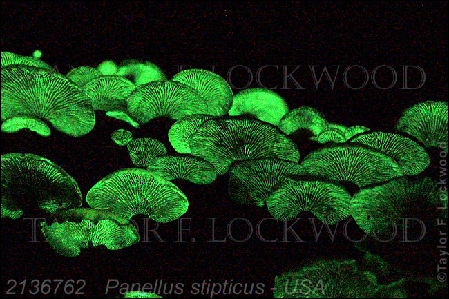 Panellus stipticus - USA