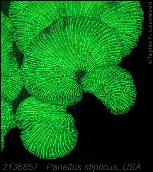 2136857	Panellus stipticus, USA