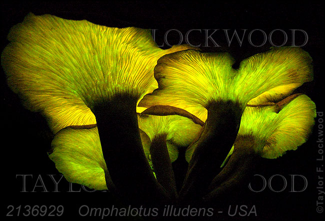 Omphalotus illudens - USA