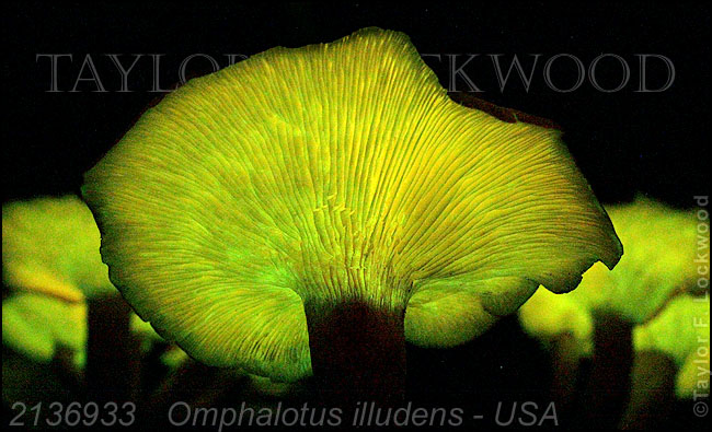 Omphalotus illudens - USA