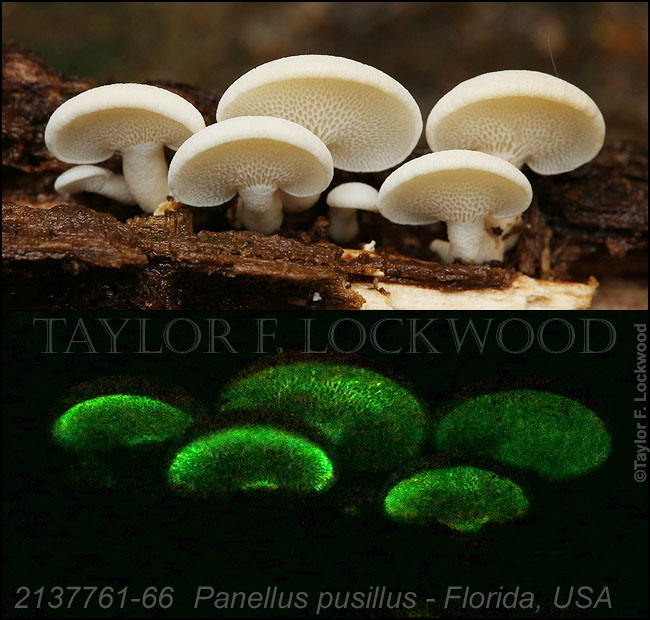 2136764	Dictyopanus pusillus - USA