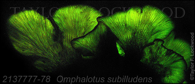 2137777-78	Omphalotus subilludens