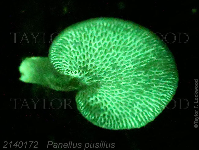 2140172	Dictyopanus pusillus