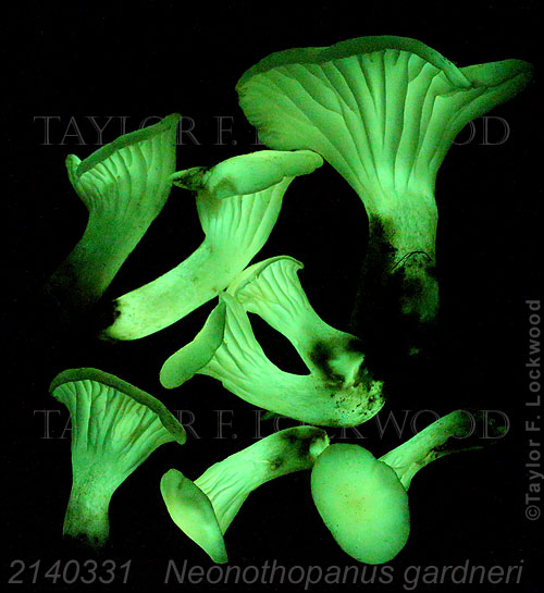 Neonothopanus gardneri