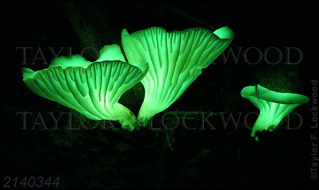 Neonothopanus gardneri - Brazil