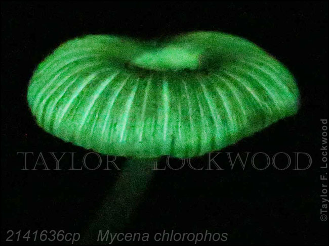 Mycena chlorophos