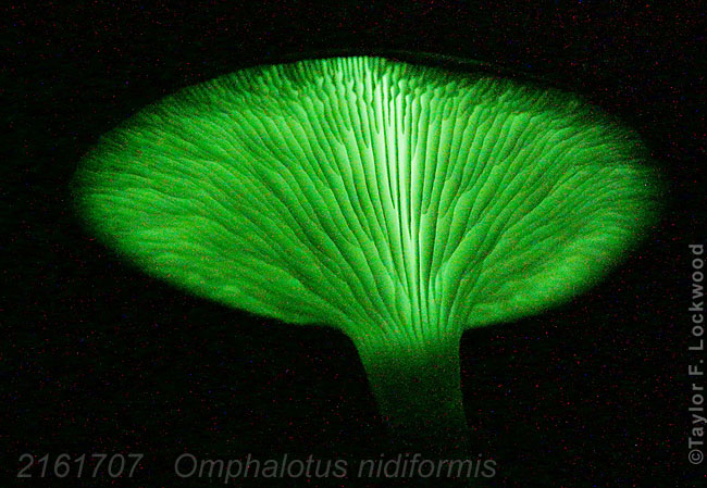 Omphalotus nidiformis