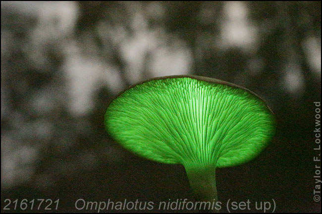 Omphalotus nidiformis