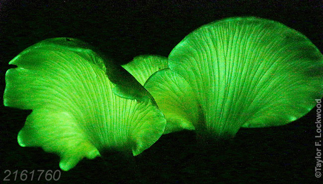 Omphalotus nidiformis