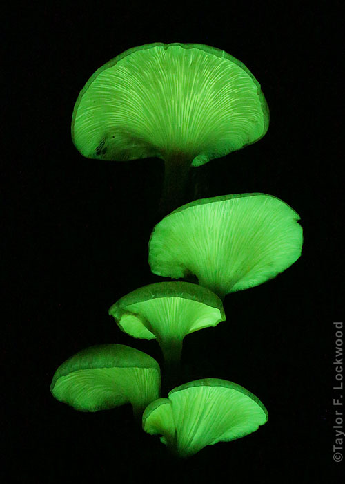 Omphalotus nidiformis