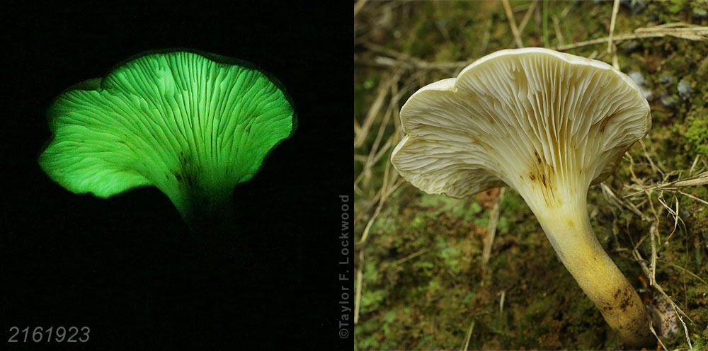 Omphalotus nidiformis