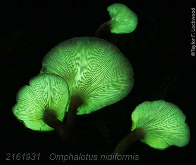 Omphalotus nidiformis