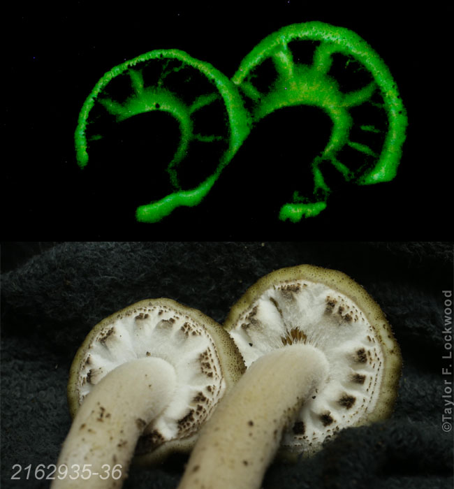 Armillaria limonea