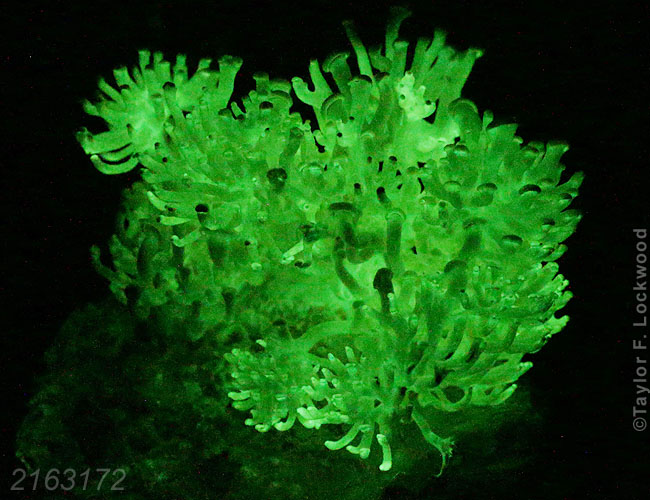 Panellus stipticus