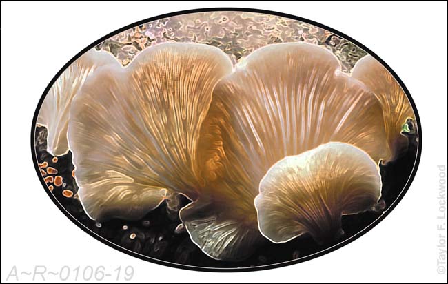 Pleurocybella_0106-19