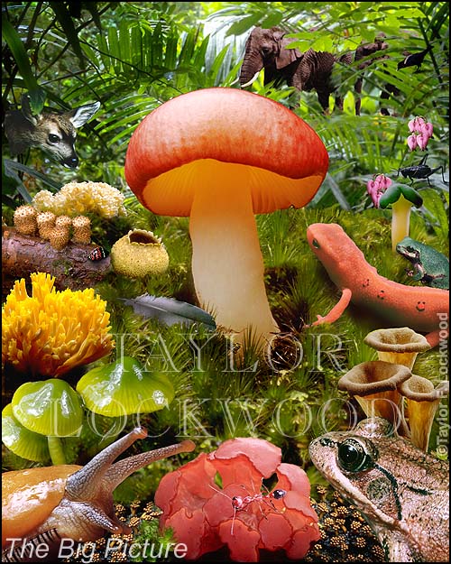 The Big Picture - N.Y.Times illustration