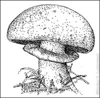 Agaricus