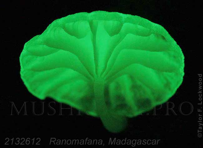bioluminescent mushroom