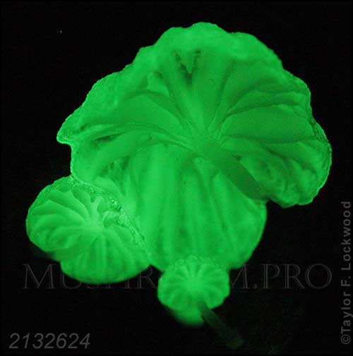 bioluminescent mushroom