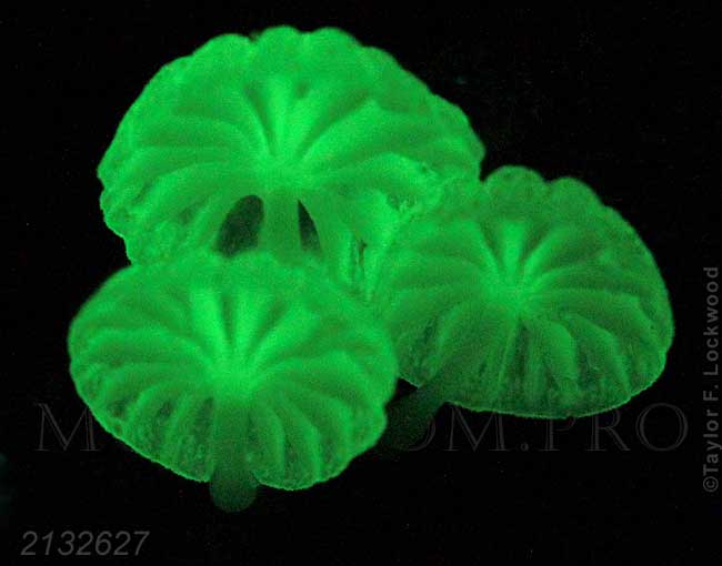 bioluminescent mushroom