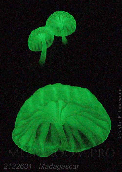bioluminescent mushroom