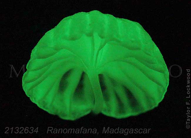 bioluminescent mushroom