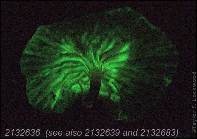 bioluminescent mushroom