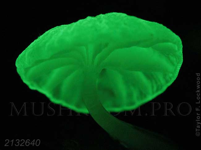 bioluminescent mushroom