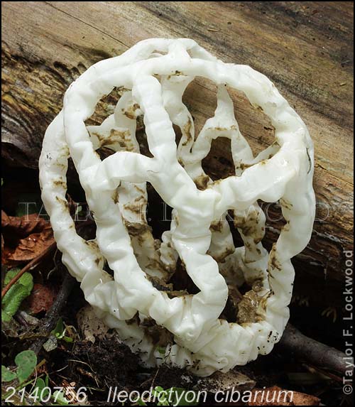 2140756	Ileodictyon cibarium