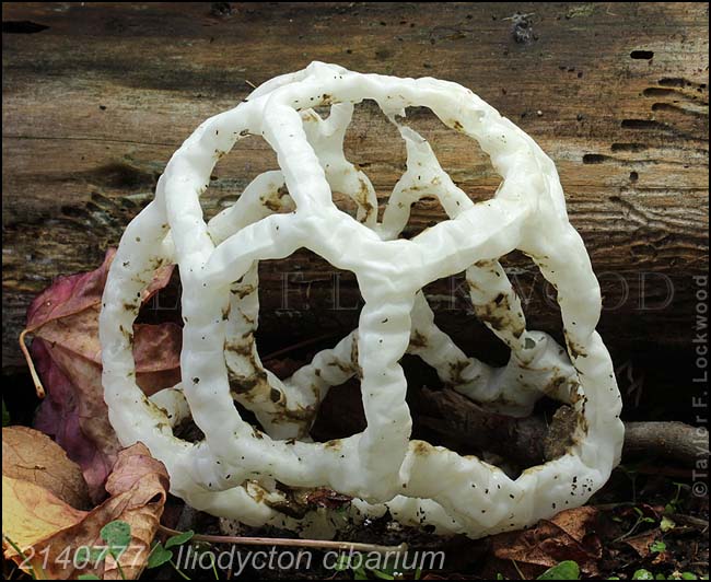 2140777	Iliodycton cibarium