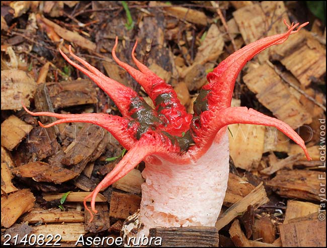 2140822	Aseroe rubra
