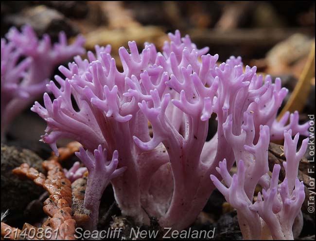 2140861	Seacliff, New Zealand