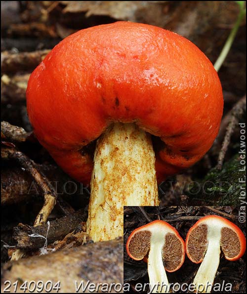 2140904	Weraroa erythrocephala