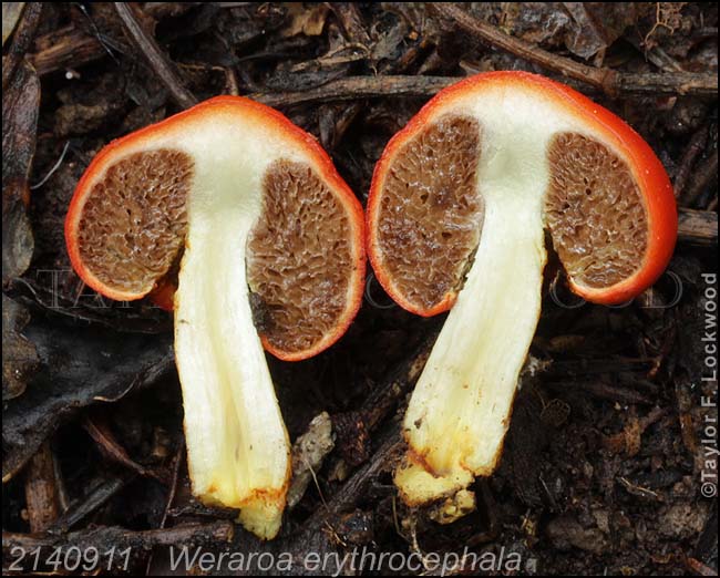 2140911	Weraroa erythrocephala