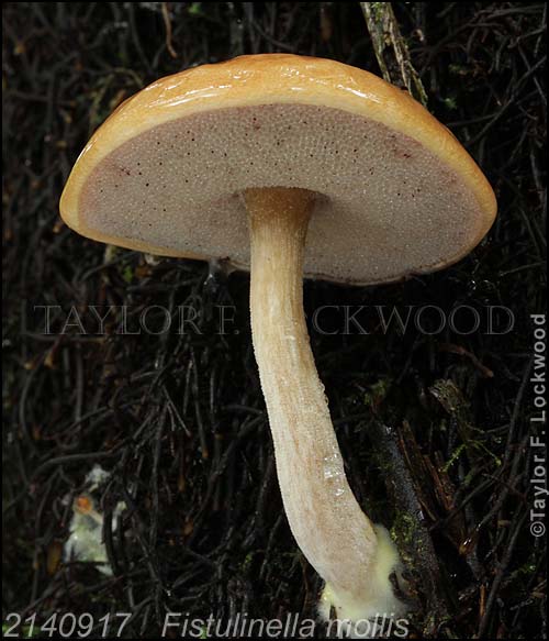2140917	Fistulinella mollis