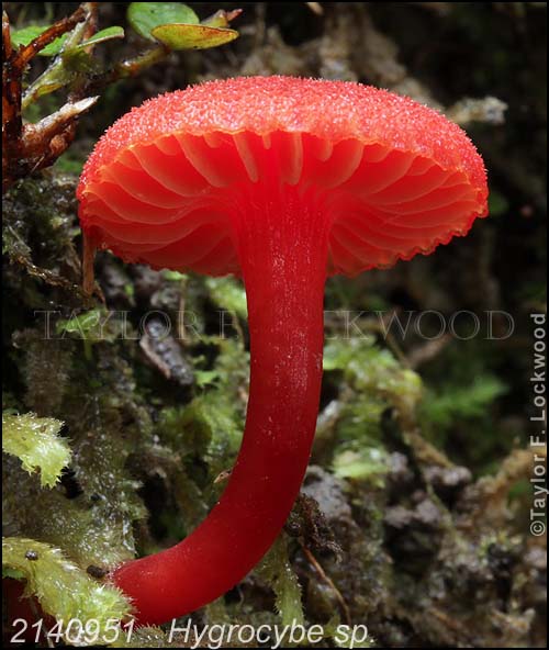 2140951	Hygrocybe sp.
