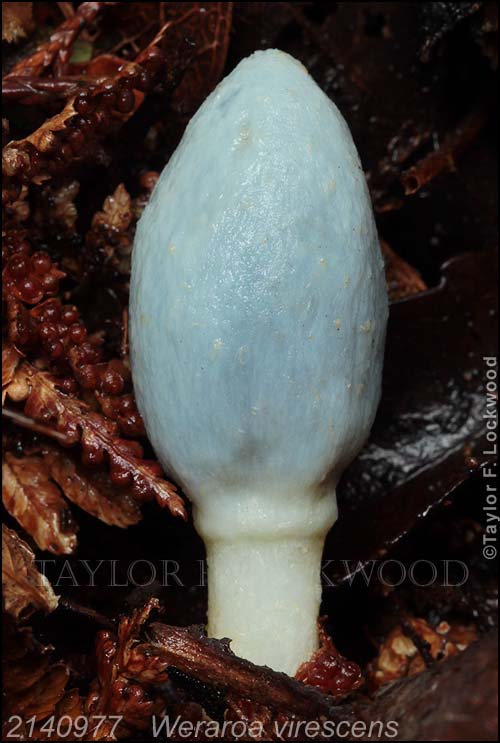 2140977	Weraroa virescens