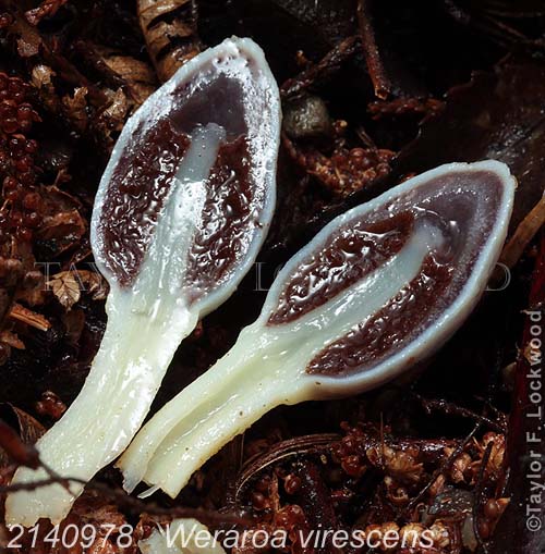 2140978	Weraroa virescens