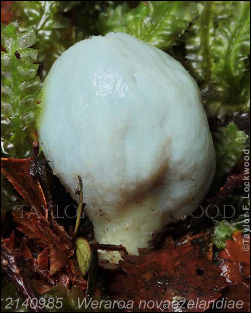 2140985	Weraroa novaezelandiae