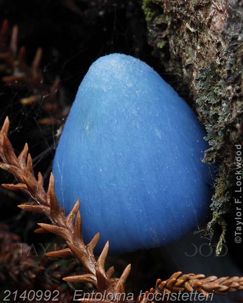 2140992	Entoloma hochstetteri