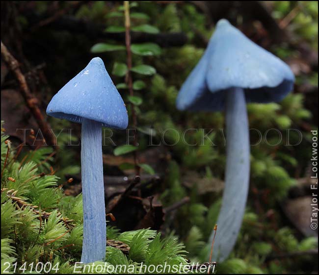 2141004	Entoloma hochstetteri